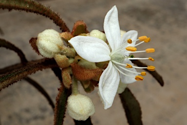 APII jpeg image of Asterolasia elegans  © contact APII