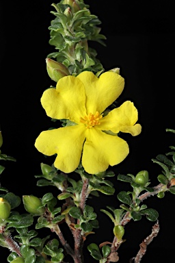 APII jpeg image of Hibbertia monogyna  © contact APII