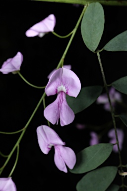 APII jpeg image of Indigofera australis  © contact APII