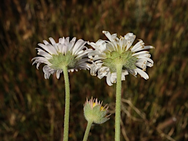 APII jpeg image of Calotis scabiosifolia var. scabiosifolia  © contact APII