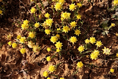 APII jpeg image of Hyalosperma glutinosum  © contact APII