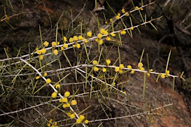 APII jpeg image of Acacia colletioides  © contact APII