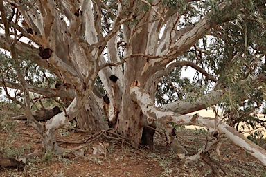 APII jpeg image of Eucalyptus camaldulensis  © contact APII