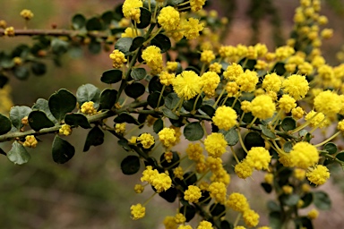 APII jpeg image of Acacia acinacea  © contact APII