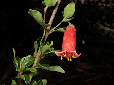 APII jpeg image of Correa glabra 'Amber Chimes'  © contact APII