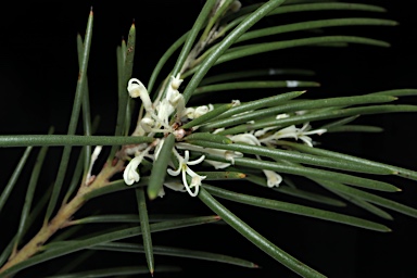 APII jpeg image of Hakea macrorrhyncha  © contact APII