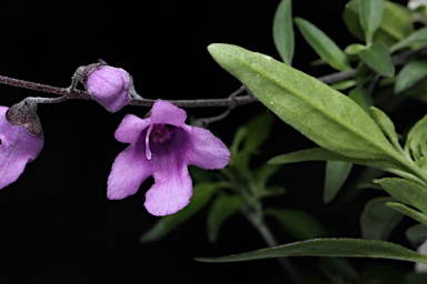 APII jpeg image of Prostanthera cineolifera  © contact APII