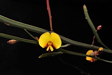 APII jpeg image of Bossiaea bombayensis  © contact APII