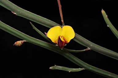 APII jpeg image of Bossiaea bombayensis  © contact APII