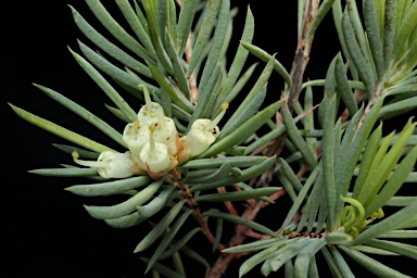 APII jpeg image of Darwinia briggsiae  © contact APII