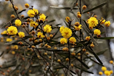 APII jpeg image of Acacia ixodes  © contact APII