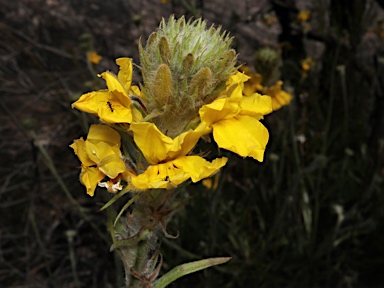 APII jpeg image of Goodenia glomerata  © contact APII