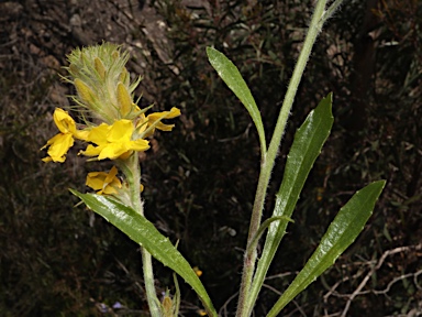 APII jpeg image of Goodenia glomerata  © contact APII