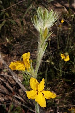 APII jpeg image of Goodenia glomerata  © contact APII