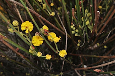 APII jpeg image of Acacia restiacea  © contact APII