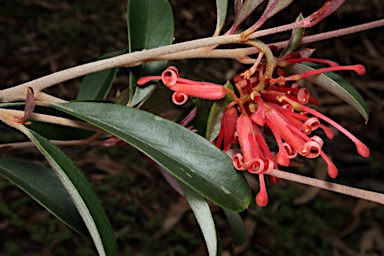 APII jpeg image of Grevillea parvula  © contact APII