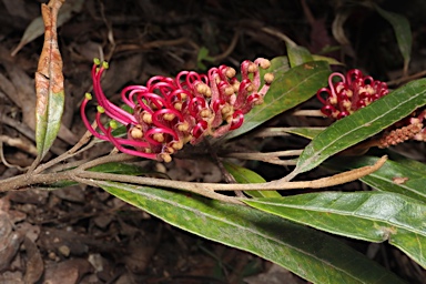 APII jpeg image of Grevillea aspleniifolia 'Hunter Beauty'  © contact APII