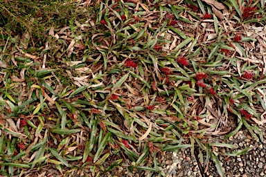 APII jpeg image of Grevillea aspleniifolia 'Hunter Beauty'  © contact APII