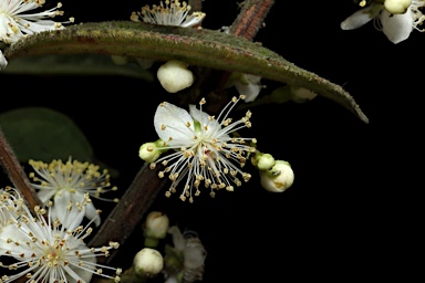 APII jpeg image of Rhodamnia rubescens  © contact APII