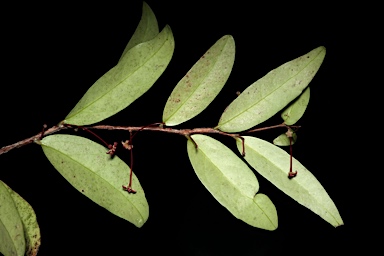 APII jpeg image of Hedraianthera porphyropetala  © contact APII