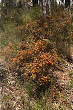 APII jpeg image of Pultenaea spinosa  © contact APII