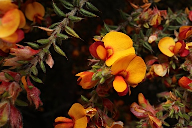 APII jpeg image of Pultenaea spinosa  © contact APII