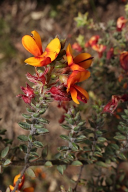 APII jpeg image of Pultenaea spinosa  © contact APII