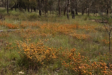 APII jpeg image of Pultenaea subspicata  © contact APII