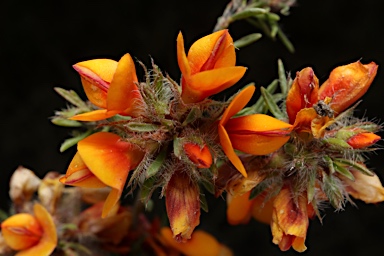 APII jpeg image of Pultenaea subspicata  © contact APII