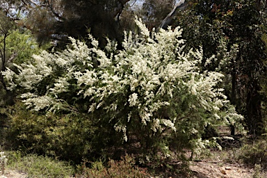 APII jpeg image of Kunzea capitata  © contact APII