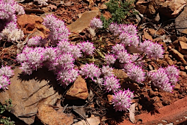 APII jpeg image of Ptilotus manglesii 'Rosie'  © contact APII