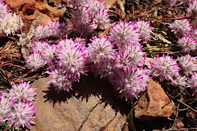 APII jpeg image of Ptilotus manglesii 'Rosie'  © contact APII