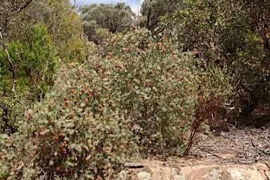 APII jpeg image of Callistemon brachyandrus  © contact APII