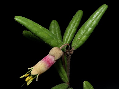 APII jpeg image of Correa lawrenceana var. grampiana  © contact APII