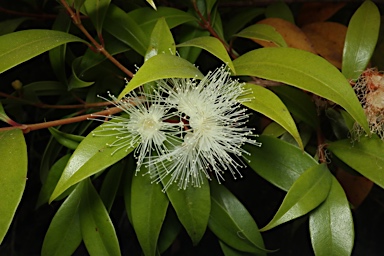 APII jpeg image of Syzygium paniculatum  © contact APII