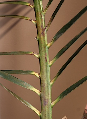 APII jpeg image of Macrozamia mountperriensis  © contact APII