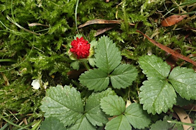 APII jpeg image of Potentilla indica  © contact APII