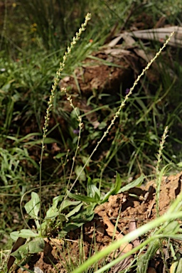 APII jpeg image of Plantago debilis  © contact APII