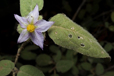 APII jpeg image of Solanum hapalum  © contact APII