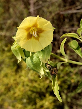 APII jpeg image of Physalis hederifolia  © contact APII