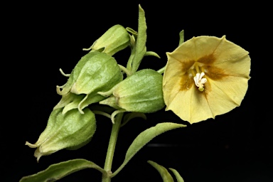 APII jpeg image of Physalis hederifolia  © contact APII