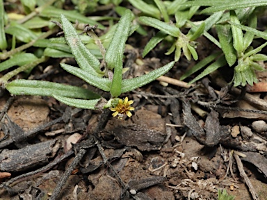 APII jpeg image of Eclipta platyglossa subsp. platyglossa  © contact APII