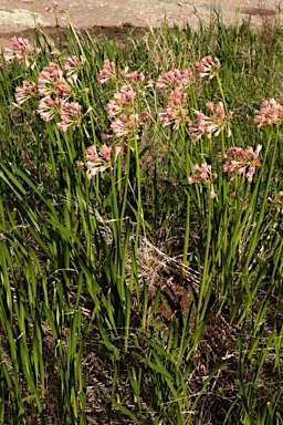 APII jpeg image of Calostemma purpureum  © contact APII