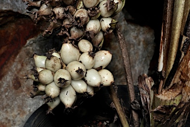 APII jpeg image of Molineria capitulata  © contact APII