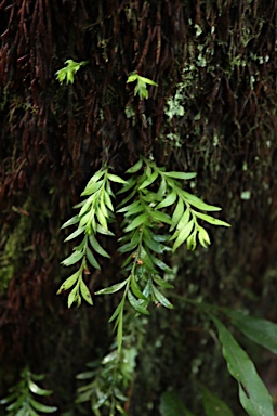 APII jpeg image of Tmesipteris parva  © contact APII