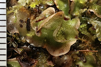 APII jpeg image of Lunularia cruciata  © contact APII