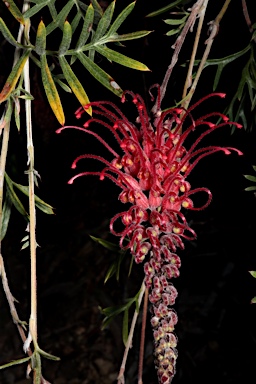 APII jpeg image of Grevillea 'Wendy Sunshine'  © contact APII