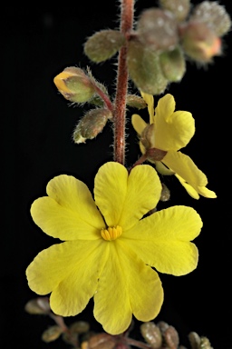 APII jpeg image of Hibbertia notabilis  © contact APII