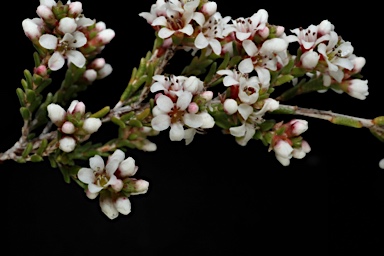 APII jpeg image of Micromyrtus sessilis  © contact APII