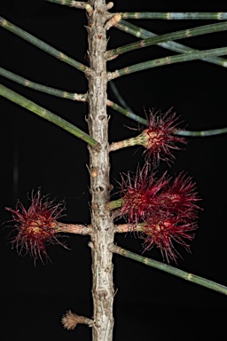 APII jpeg image of Allocasuarina grampiana  © contact APII